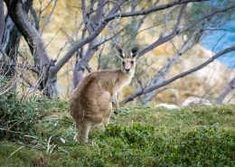可爱的袋鼠图片