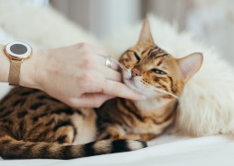 可爱的小猫图片