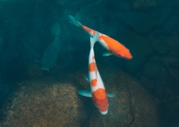 好看的观赏鲤鱼图片