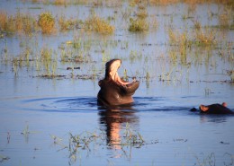 体型庞大的河马图片