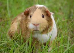 胖乎乎的豚鼠图片