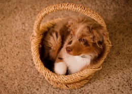 澳洲牧羊犬图片大全