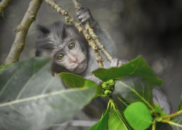 灰色的猴子图片