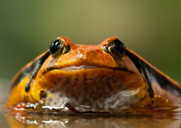 丑陋的青蛙图片大全