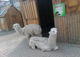 动物园里的羊驼图片