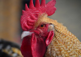 雄赳赳的大公鸡图片