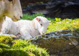 可爱的绵羊图片