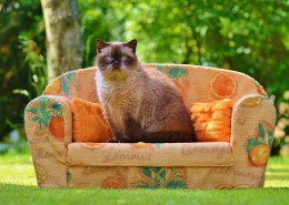 乖巧可爱的猫图片