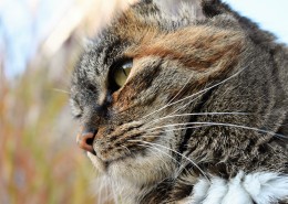 花灰色土猫头部特写图片