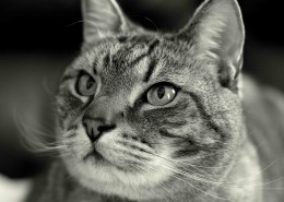 猫咪头部特写图片