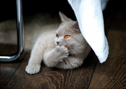 侧卧的猫咪图片大全