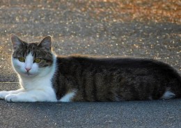 趴着的猫咪图片大全
