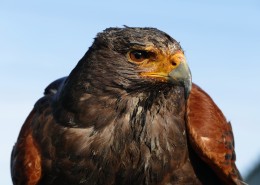 老鹰高清图片
