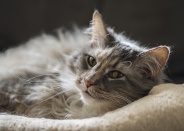 猫窝里的猫咪图片大全