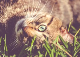 姿态妖娆的猫咪图片大全