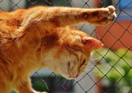 可爱的黄白橘猫图片