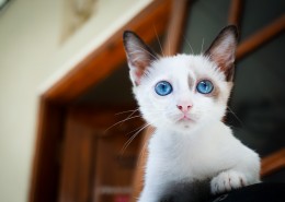 小巧可爱的幼猫图片