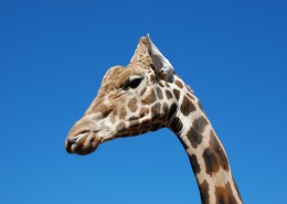 可爱长颈鹿头部特写图片