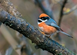 红头长尾山雀图片