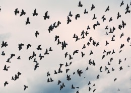 黑漆漆的乌鸦图片