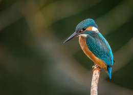 轻盈敏捷的翠鸟图片大全