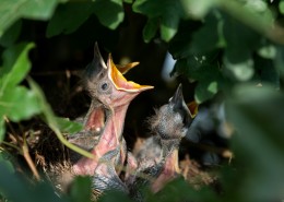 饥饿的幼鸟图片