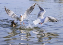 飞翔觅食的白色海鸥图片