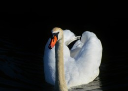 洁白的天鹅图片
