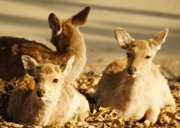 日本奈良的鹿图片
