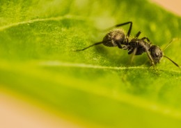 可爱的小蚂蚁图片