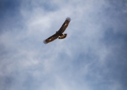 飞翔的老鹰图片