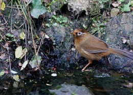 水边的画眉鸟图片
