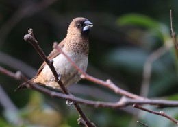 斑纹鸟图片大全