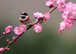 红头长尾山雀图片大全