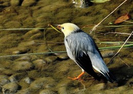 丝光椋鸟图片大全