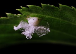 广翅蜡蝉图片大全