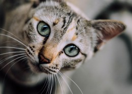睁大双眼的小猫图片大全