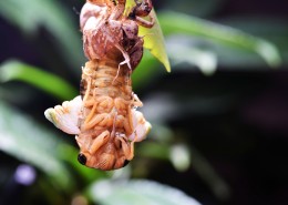 蝉脱壳的过程图片