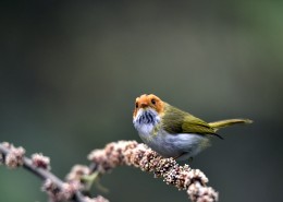 棕脸鹟莺图片大全