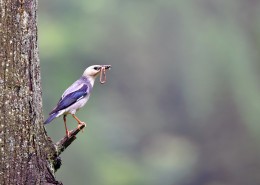 丝光椋鸟图片大全