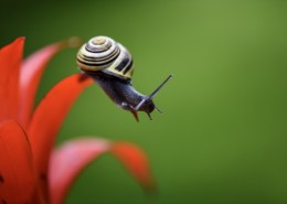 蜗牛图片大全