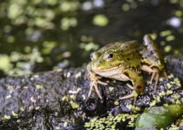 池塘里的青蛙图片