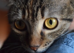 睁大双眼的小猫图片大全