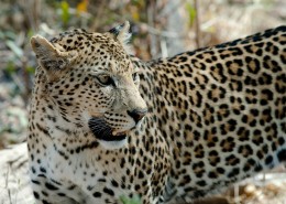 斑点众多的金钱豹图片