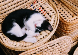 躺着睡觉的小猫图片