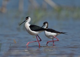 黑翅长脚鹬图片