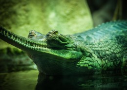 冷血的鳄鱼图片