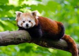 可爱的小熊猫图片
