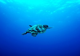 大海里的海龟图片大全