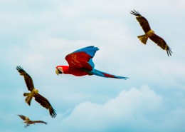 聪明的鹦鹉图片